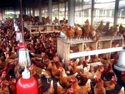 Cameroun : le commerce du poulet de nouveau interdit à l’Ouest, le principal bassin de production du pays
