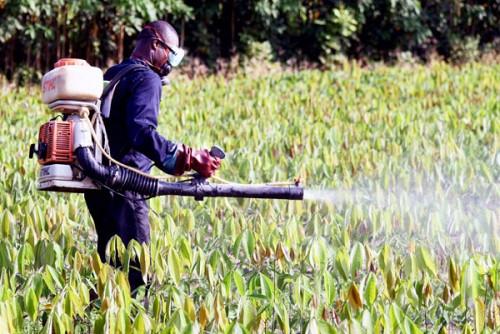 Depuis 1996, le Cameroun a homologué 1153 produits phytosanitaires