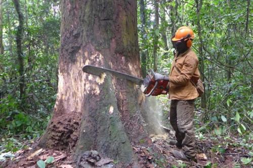 Crise anglophone : le Cameroun soutient les sociétés forestières touchées en leur concédant près de 300 000 ha de forêts