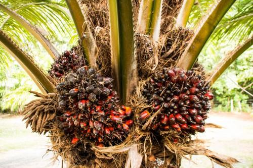 L’Etat camerounais accorde un appui de 3,6 milliards FCFA à l'Union des exploitants de palmier à huile du Cameroun