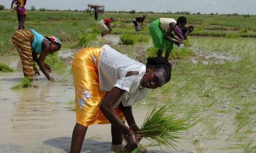 Environ 4000 hectares réhabilités pour la production du riz dans l’Extrême-Nord du Cameroun