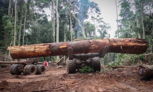 Le Cameroun rejoint la plateforme « Open Timber Portal » qui promeut la légalité dans la filière bois