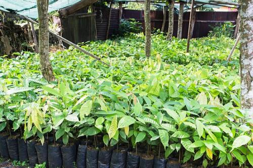 En 2020, le Cameroun annonce la distribution de 6 millions de plants de cacaoyers aux producteurs