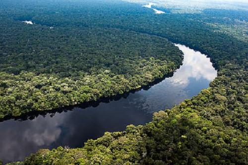 Le Cameroun se prépare à mettre en concession 150 000 hectares de la forêt d'Ebo