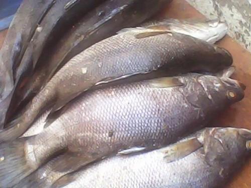 Le projet Agropoles doit porter la production de poisson de 450 à 1814 tonnes par an dans la zone de Bankim