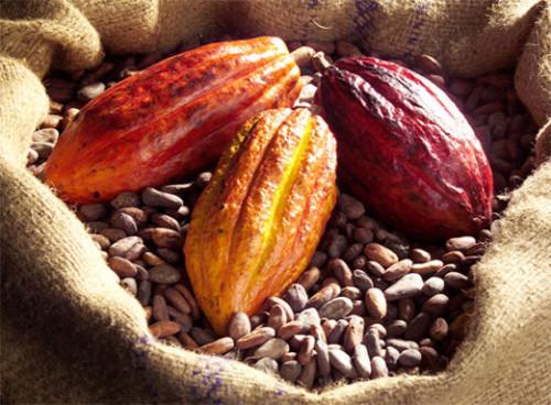 Cameroun : à 2 mois de la fin de la campagne cacaoyère 2017-2018, les achats des exportateurs culminent à environ 220 000 tonnes  