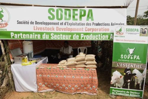 La Sodepa recherche des fournisseurs de bétail pour sécuriser le marché de la viande bovine dans un contexte de Covid-19
