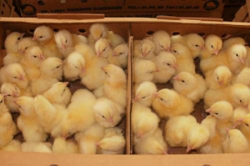 La CFC, nouvelle filiale de la SABC, projette de produire 90 000 poussins et 112 500 œufs à couver par semaine