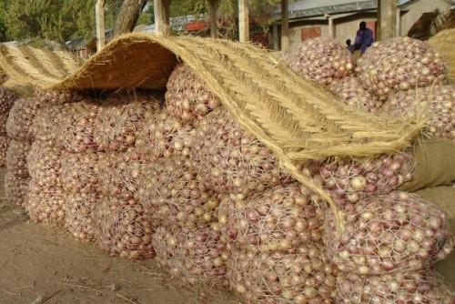 Le sac d’oignons atteint le prix record de 120 000 FCFA à Yaoundé, soit 6 fois plus que d’habitude