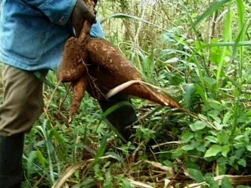 Cameroun : 310 hectares de plantations de manioc à créer pour garantir l’approvisionnement de la Sotramas