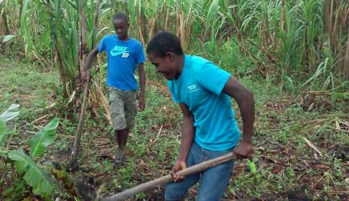Les pays de l'Afrique centrale recensent les mesures pour l’essor de l’emploi décent des jeunes dans l’agriculture