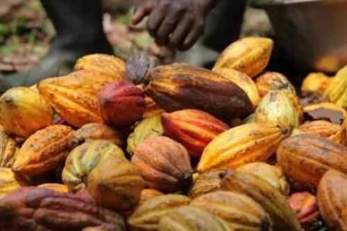 Le prix bord champ du cacao au Cameroun passe sur la barre de 1 000 FCFA le kilogramme, à l’approche de la saison des pluies