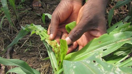 Danger sur la production céréalière du Cameroun, déjà attaquée à environ 75% par la chenille légionnaire d’automne