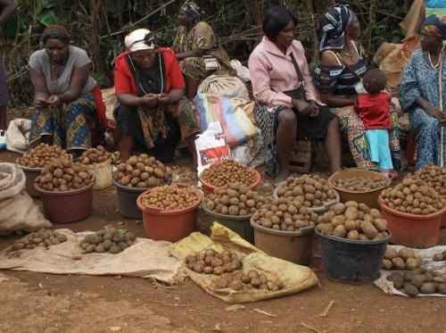 Au Cameroun, les régions de l’Ouest et du Nord-Ouest cumulent 80 % de la production nationale de la pomme de terre