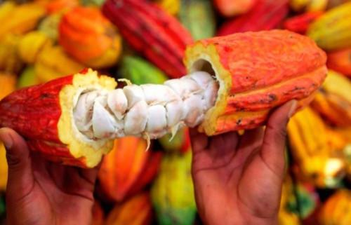 Le Cameroun lance la sélection des producteurs de cacao devant bénéficier de la prime à la qualité, d’un montant global d’un milliard FCFA