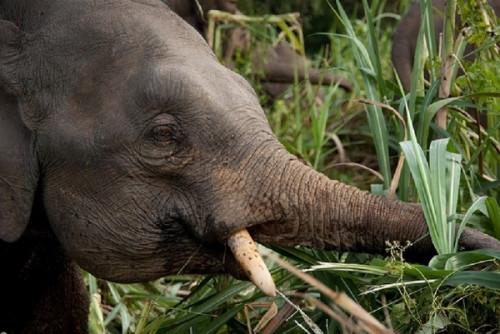 Agriculture : des dizaines d’hectares de cultures détruites par un troupeau d’éléphants dans l’Extrême-Nord du Cameroun