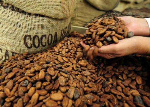 Au Cameroun, la filière cacao-café a été le principal catalyseur de la baisse des recettes d’exportation au premier semestre 2018