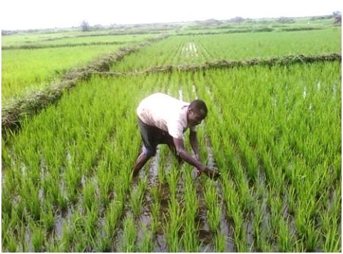 La Banque mondiale passe en revue son portefeuille agricole au Cameroun