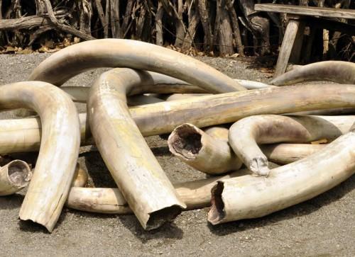 Une cargaison de plus de 300 Kg d’ivoire saisie dans la région de l’Est-Cameroun