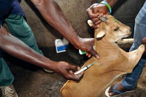 Le Cameroun peaufine le lancement d’une campagne d’envergure visant à vacciner 11 millions de petits ruminants contre la peste
