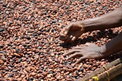 La crise dans les régions anglophones du Cameroun intensifie les exportations frauduleuses du cacao vers le Nigeria