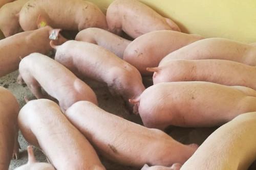 Filière porcine : sélection des éleveurs à l’Ouest du Cameroun pour une distribution de parentaux améliorés