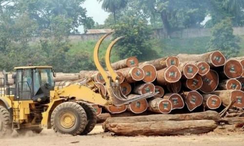 Covid-19 : après une chute de 2,4% en 2019, l’exploitation forestière au Cameroun devrait plonger de 6,4% en 2020