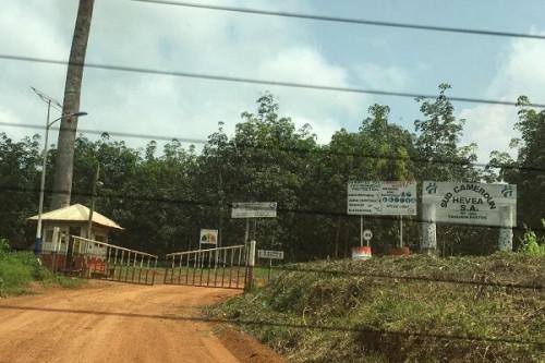 Sud Cameroun Hévéa SA, filiale d’Halcyon, investit 2 milliards de FCFA pour porter sa production de caoutchouc à 25t/h