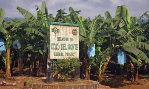 Grâce à un appui financier de 29 milliards FCFA, Yaoundé espère relancer la CDC et booster la production de bananes