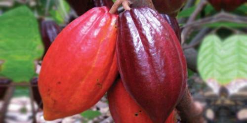 Le Cameroun pourrait perdre entre 60 000 et 100 000 tonnes de production cacaoyère au cours de la saison 2018-2019