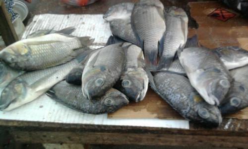 Cameroun : la fin de la période de repos biologique sur le fleuve Bénoué ramène le poisson sur les étals des marchés de la région du Nord