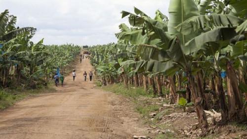Filière banane : le Cameroun instaure des dispenses fiscales pour les entreprises en zones économiquement sinistrées