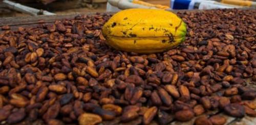 Le cacao exporté par les pays de la Cemac est passé en dessous des 1 000 FCFA/kg à fin 2018