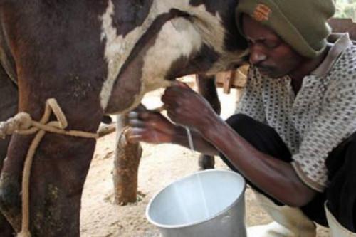 Le Cameroun cherche des fournisseurs d’équipements pour 3 unités de transformation du lait dans le Nord-Ouest