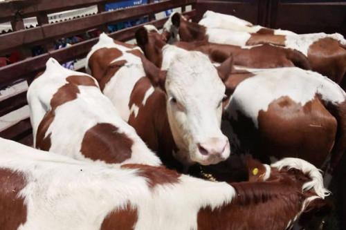 L’État distribue aux éleveurs 164 génisses importées de France afin de booster la production laitière du Cameroun