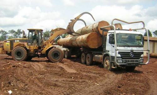Cameroun : hausse de 5% des exportations de bois scié vers l’Union européenne en 2018, à 253 400 tonnes