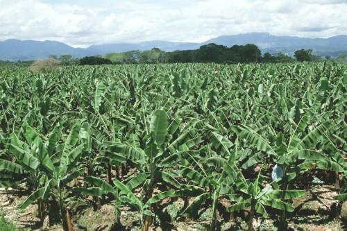Lancement officiel de la campagne agricole 2019 dans les régions méridionales du Cameroun