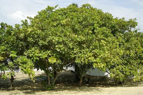 Le Cameroun va planter 1 250 anacardiers à Sanguéré, berceau de cette culture de rente dans le pays