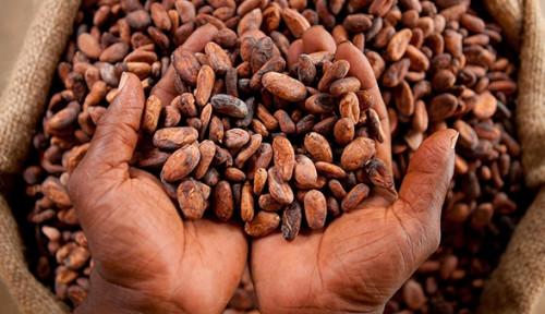 Cameroun : en 2018, le gouvernement distribuera pour environ un milliard FCFA de prime à la qualité, aux producteurs de cacao
