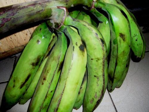Une unité de transformation de la banane plantain annoncée à Pouma, dans la région du Littoral du Cameroun