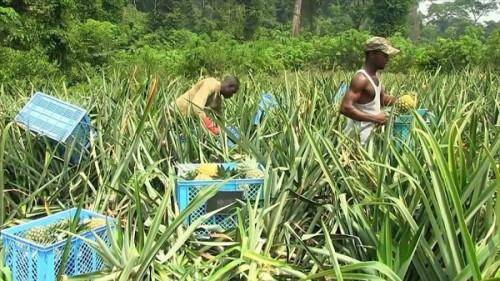 Secteur agro-pastoral : le Cameroun et le BIT initient un plan de réformes de 5 ans pour doper les investissements
