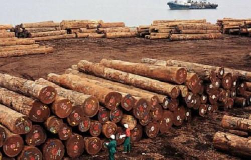 Au 1er semestre 2019, le Cameroun a fourni à la Chine du bois en grume d’une valeur de 52,5 milliards de FCFA
