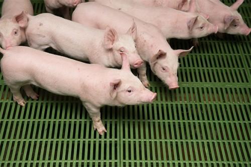 La peste porcine africaine menace le cheptel de la région de l’Extrême-Nord du Cameroun