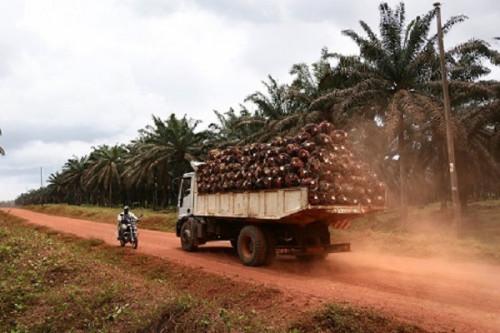 Huile de palme : la production camerounaise annoncée à la baisse au 4e trimestre 2021