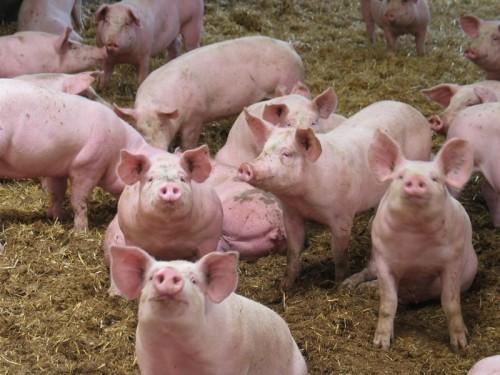 4,9 milliards de FCfa pour produire plus de 26 000 porcs par an dans la localité d’Abang