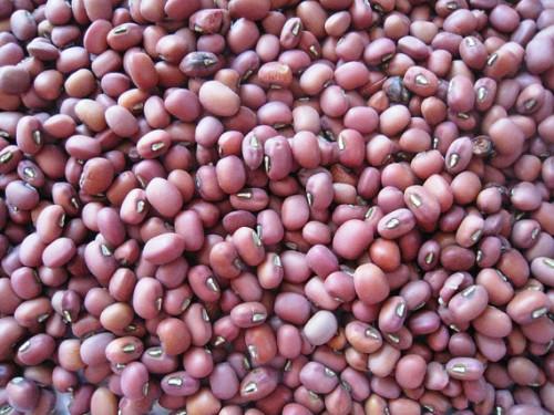 Cameroun : plus de 100 000 tonnes de semences de maïs, haricot et igname distribuées aux producteurs du Sud-Ouest en 2017