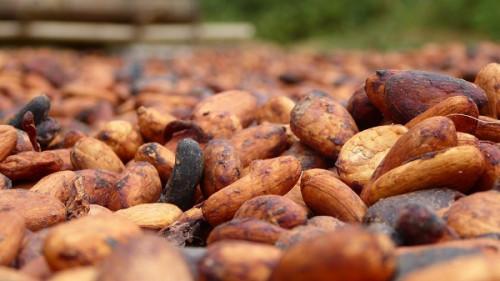 Au Cameroun, les volumes de fèves broyées par Barry Callebaut ont augmenté de 60 % au cours de la campagne cacaoyère 2017-2018