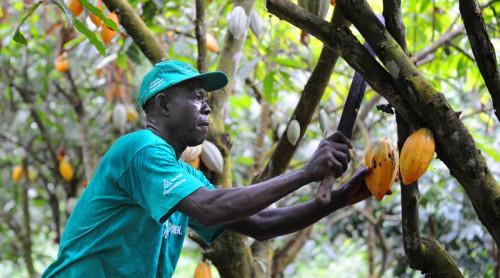 Sur 5 ans, le Cameroun va affecter 50 milliards de FCFA au financement des filières cacao-café