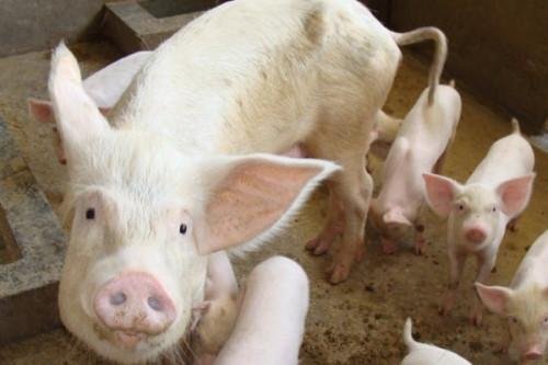 Une nouvelle épizootie de peste porcine africaine déclarée dans plusieurs régions menace le cheptel camerounais