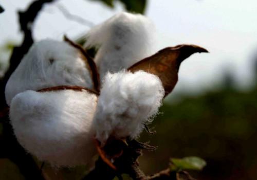 Après y avoir songé dans l’optique de booster sa production du coton au Cameroun, la Sodecoton abandonne finalement la piste des OGM